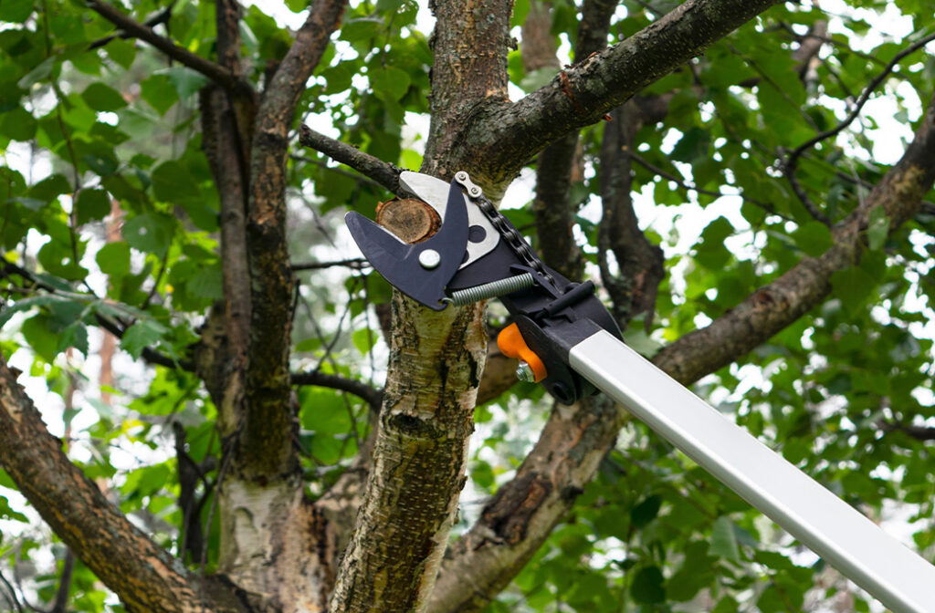 Benefits of Professional Tree Trimming