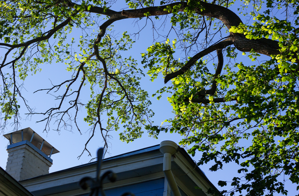 Can You Trim Branches Hanging Over Your Property?