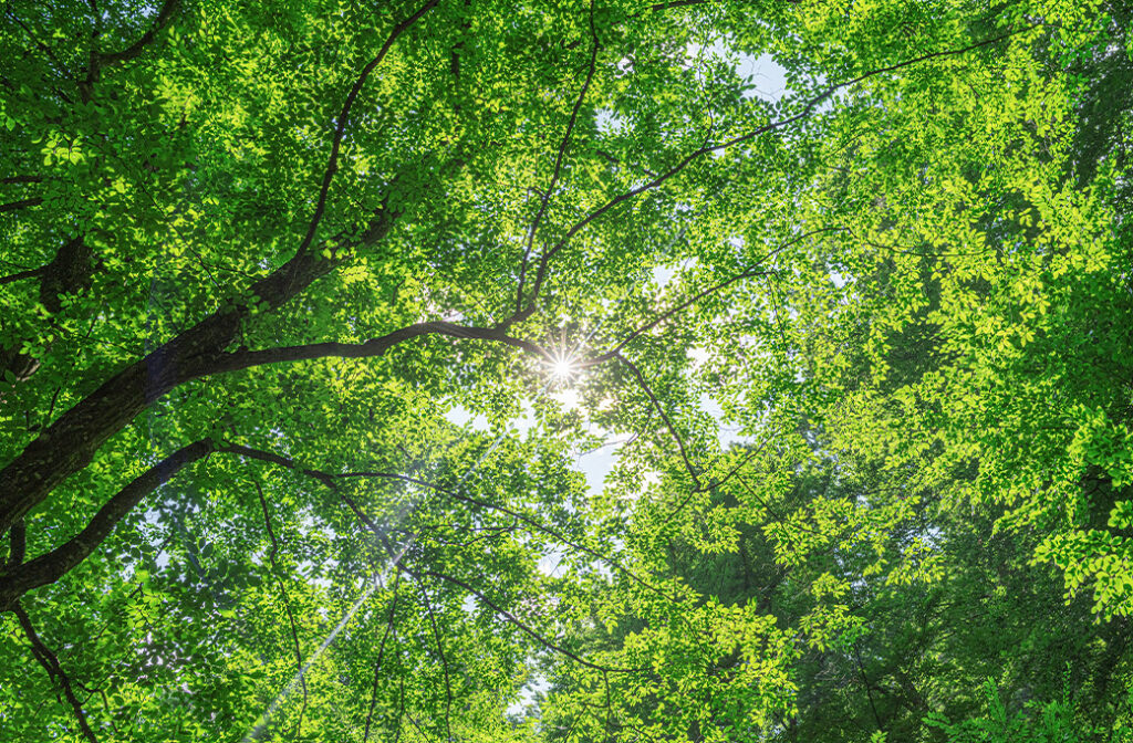 Common Spring Tree Trimming Techniques