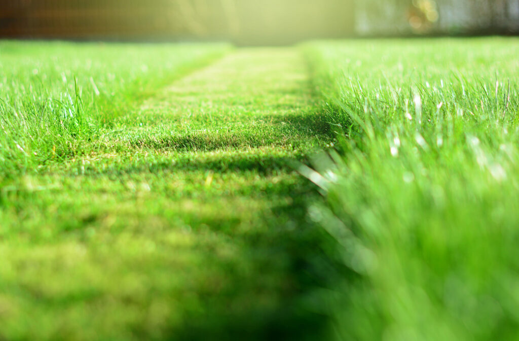 Our Lawn Care Services in Mocksville