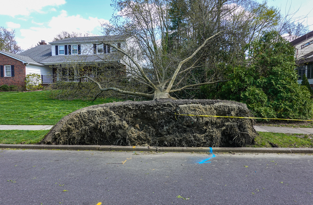 What Happens If a Tree Falls on a Neighbor’s Property?
