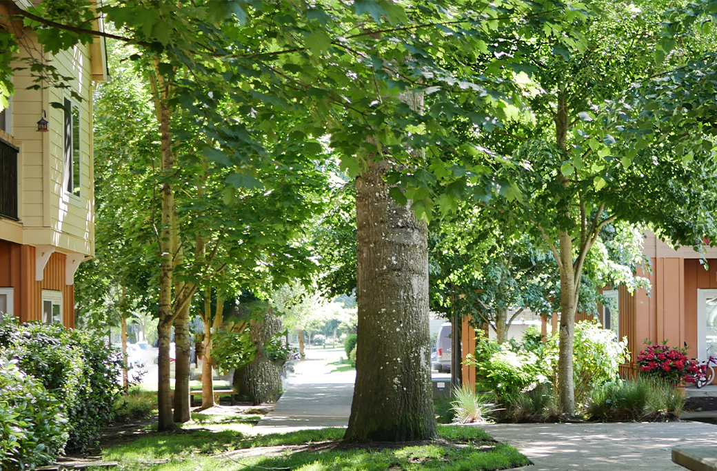Who Is Responsible for Trees Near Property Lines in NC?