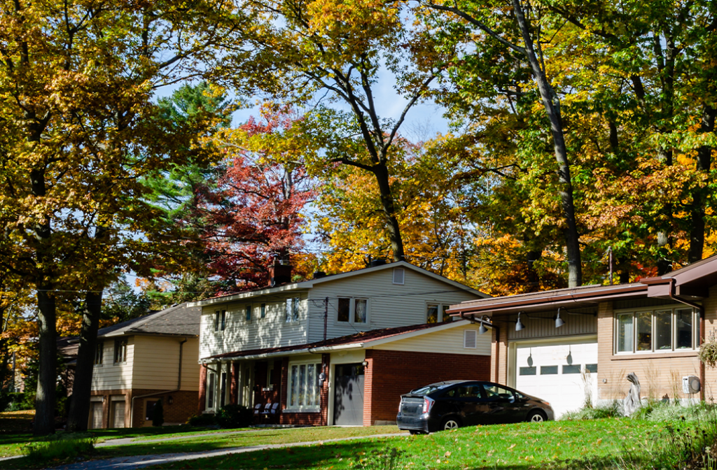 Who Owns a Tree on a Property Line?