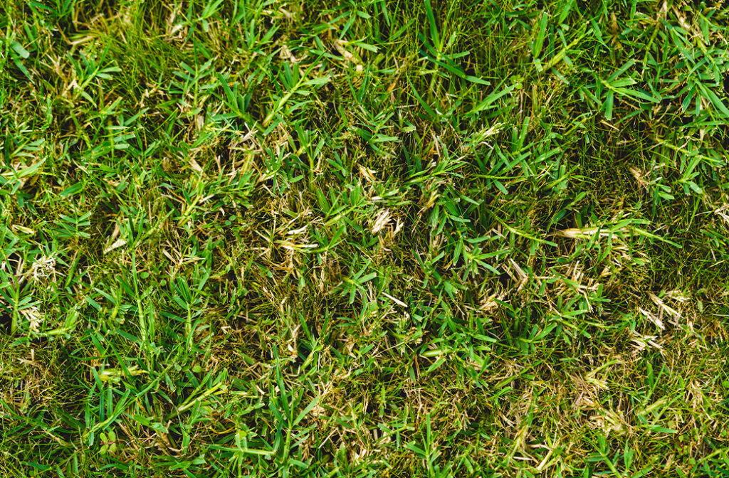 Why Lawn Care in Mocksville Needs a Local Touch
