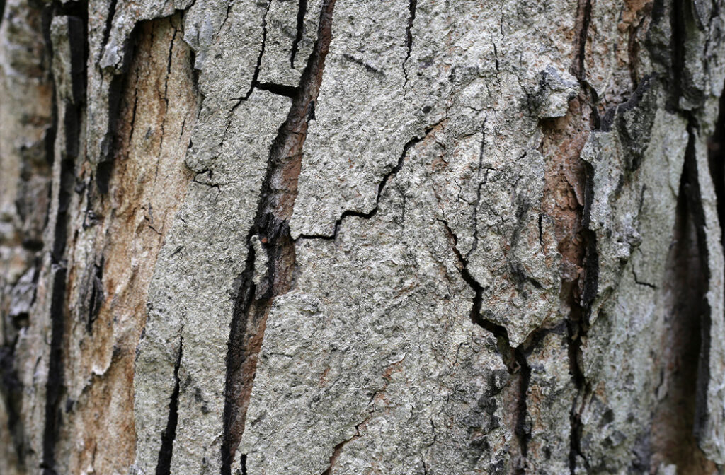 Common Signs Your Tree Needs Professional Attention