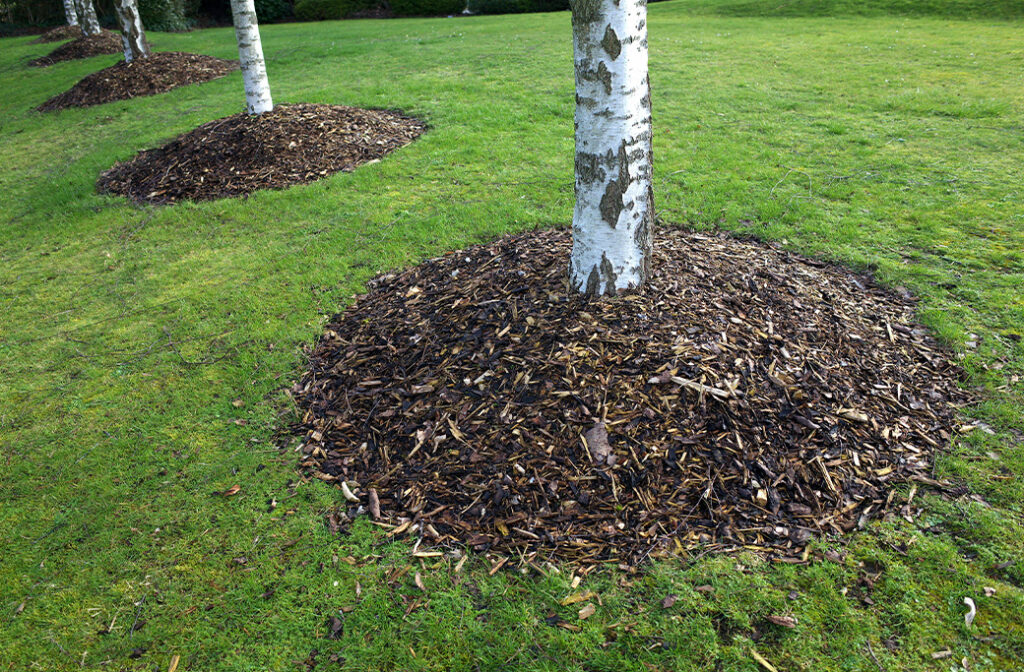 How Can Homeowners Protect Trees During Hot, Dry Weather?