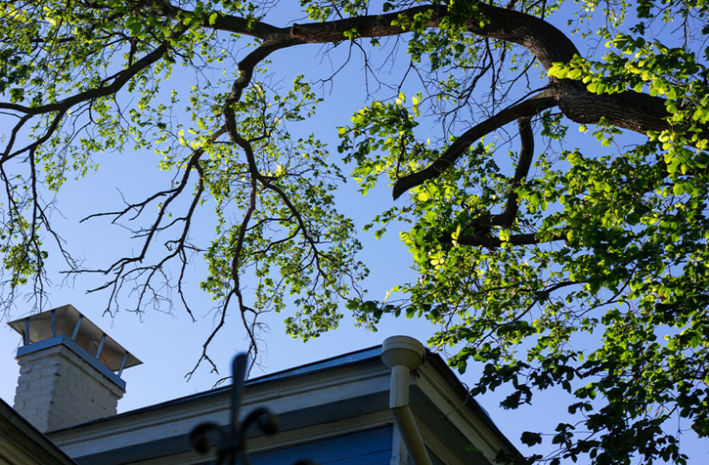 Importance of Professional Tree Trimming