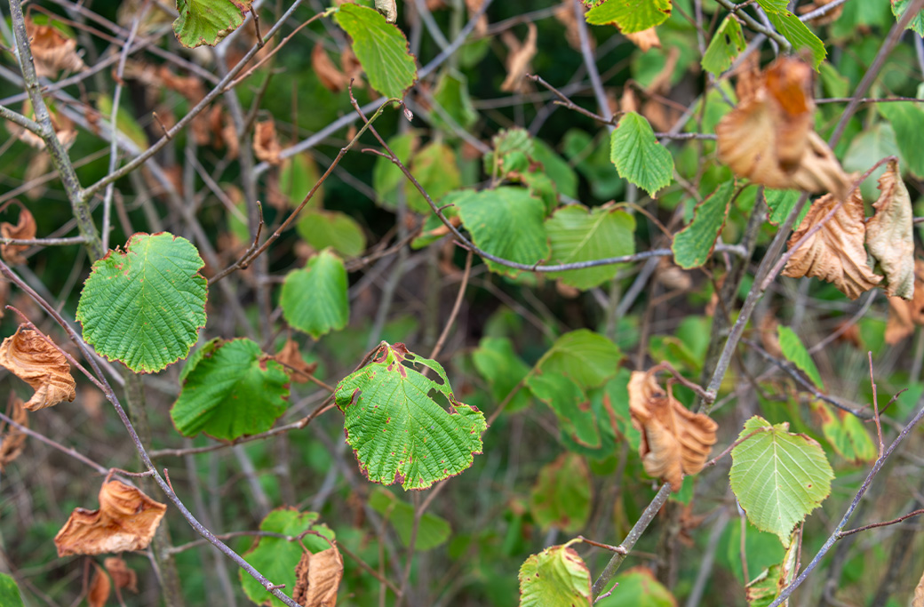 Protect Your Trees from Drought Stress This Summer
