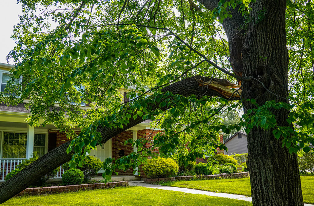 Signs Your Trees May Not Be Storm-Ready