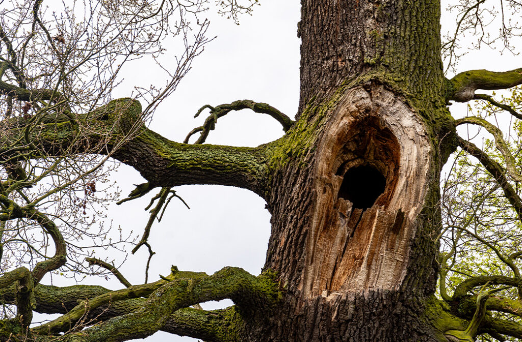 What Are The Warning Signs Your Trees Are Not Ready For Storm Season?