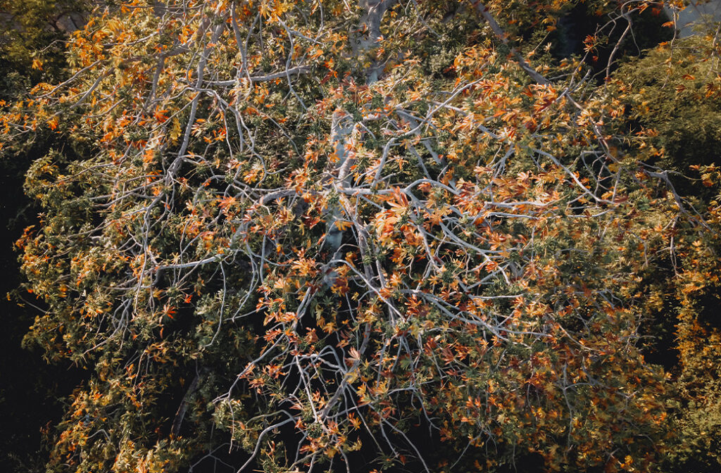 What are the common signs of drought stress in trees?
