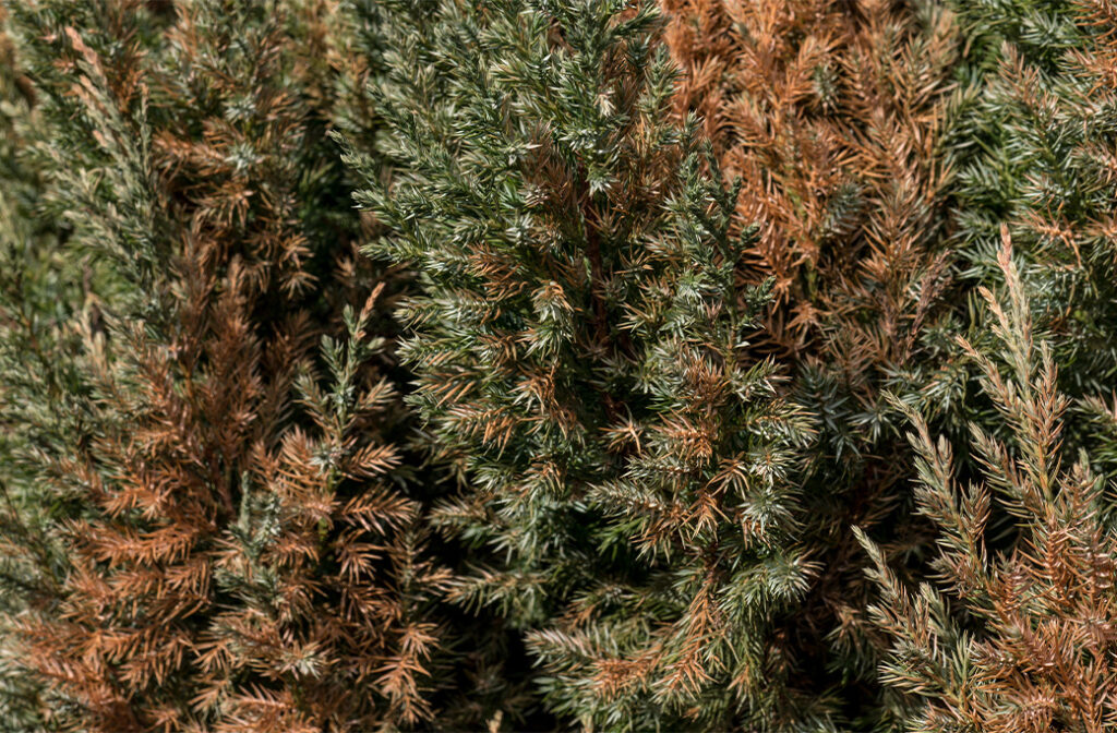 What is drought stress and why does it happen to trees?