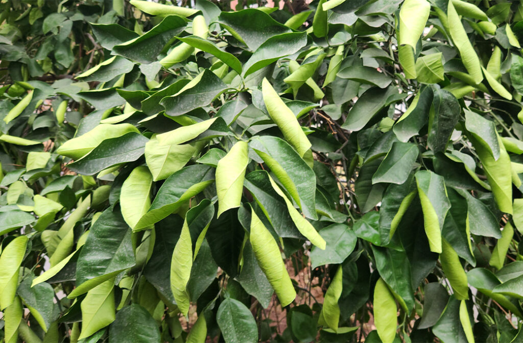 Which Types Of Trees Are Most Vulnerable To Drought Stress?