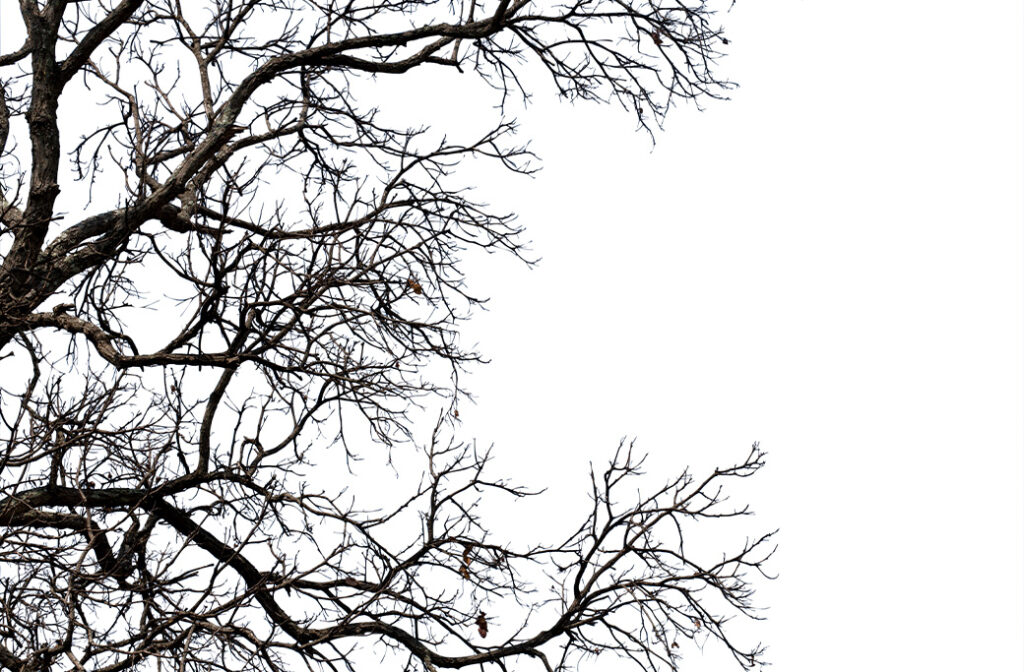 Why Do Spring Storms in Winston-Salem Damage Trees?