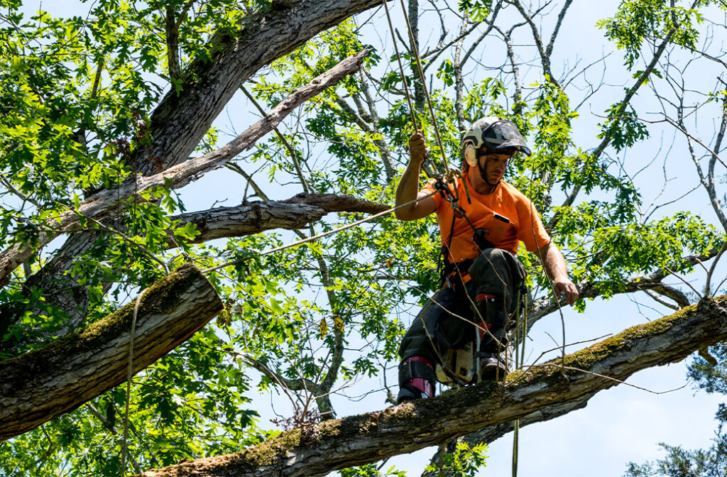 Why Should Trees Be Trimmed Before Storm Season?