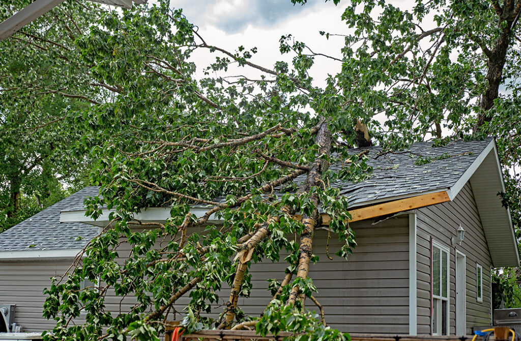 Why Spring Tree Inspections Matter