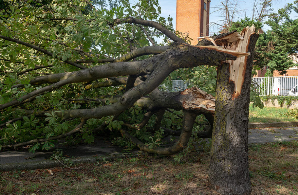 How Can Homeowners Assess Their Trees For Hurricane Readiness?