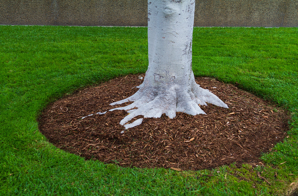 Late Summer Mulching Tips for Healthier Trees