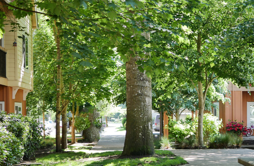 Which Common Winston-Salem Trees Need Extra Attention Before Storms?