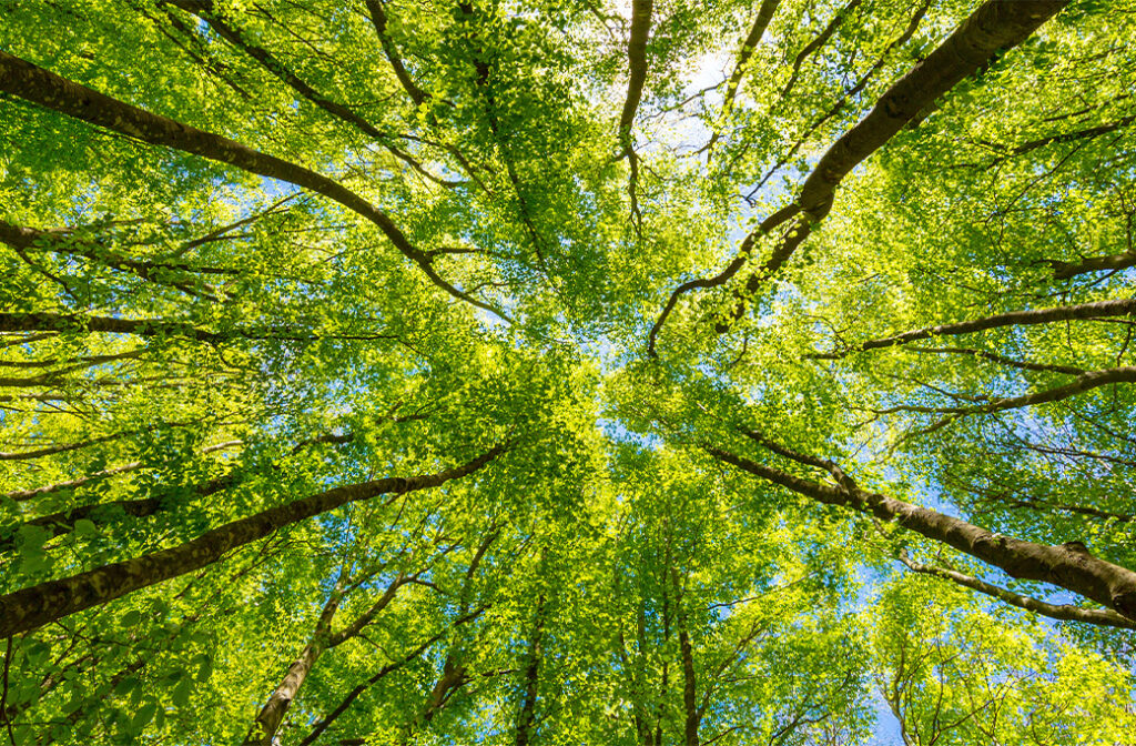 Why Are Trees Important for the Environment?