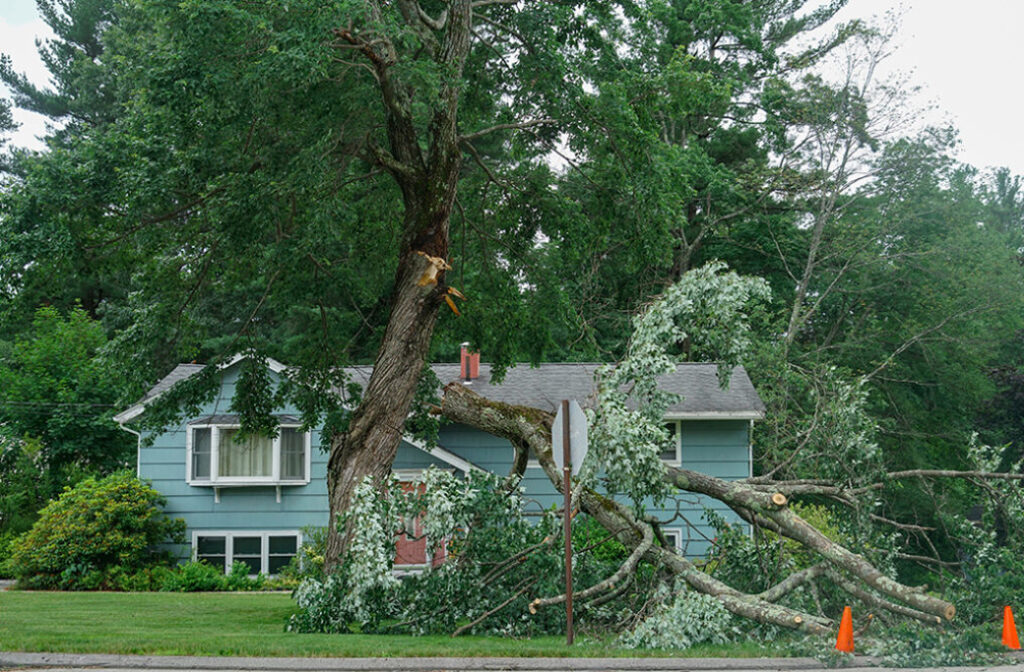 Why Do Hurricanes Cause Major Tree Damage In Inland Cities Like Winston-Salem?