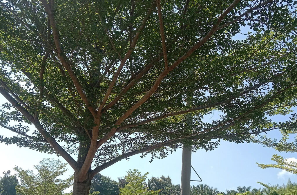 Why Tree Health Matters More Than Most Homeowners Realize