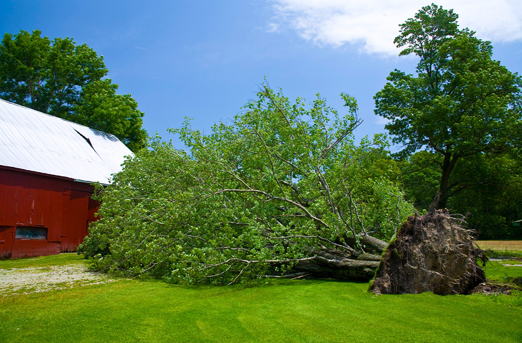 Healthy-looking tree uprooted after a summer storm in Winston-Salem, NC.