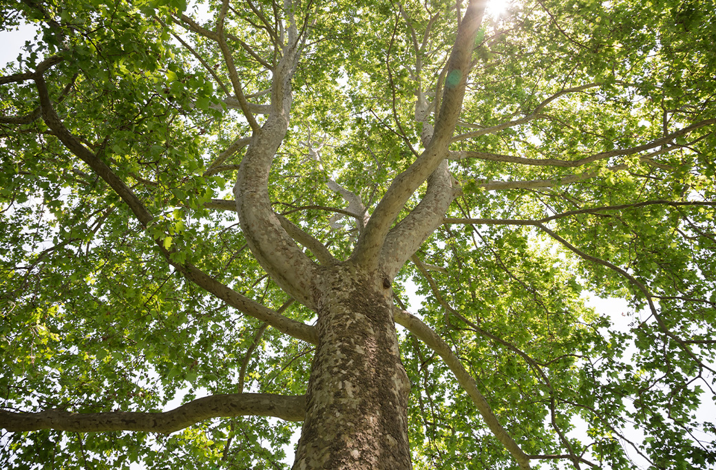 How Often Should Trees Be Watered During a North Carolina Summer?