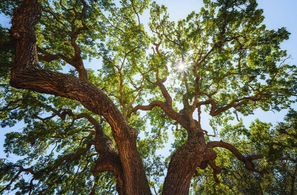 Properly mulched oak tree helping retain moisture during hot weather.