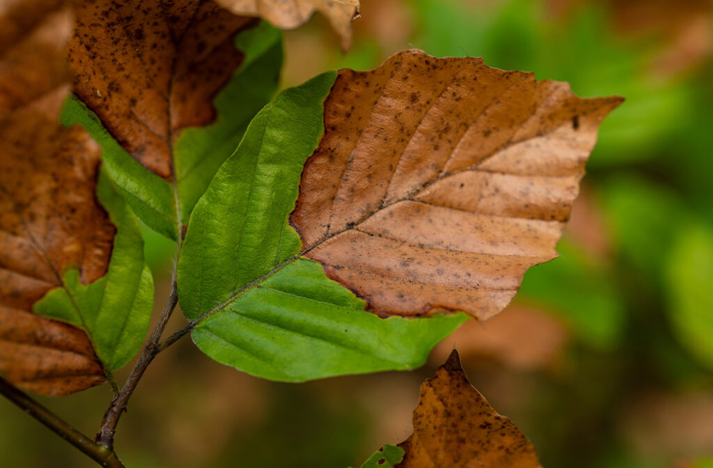 Is My Tree Dying?