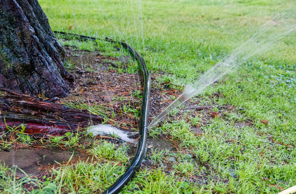 Homeowner deep watering a mature tree during a hot North Carolina summer to prevent drought stress.