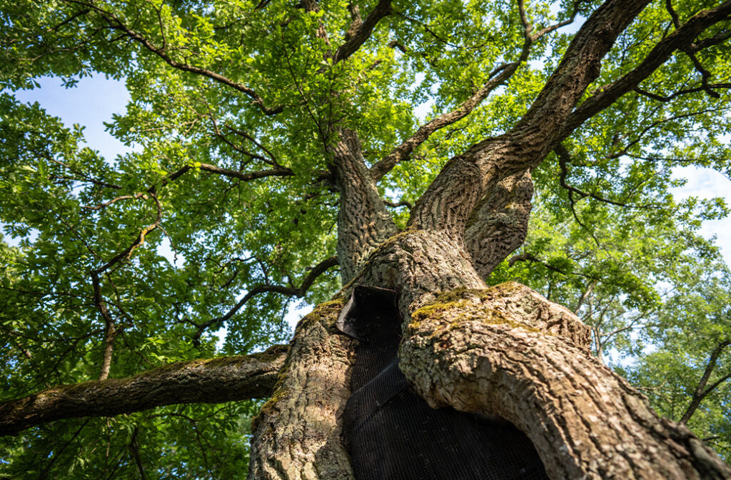 tree with hollow trunk protected by a metal mesh