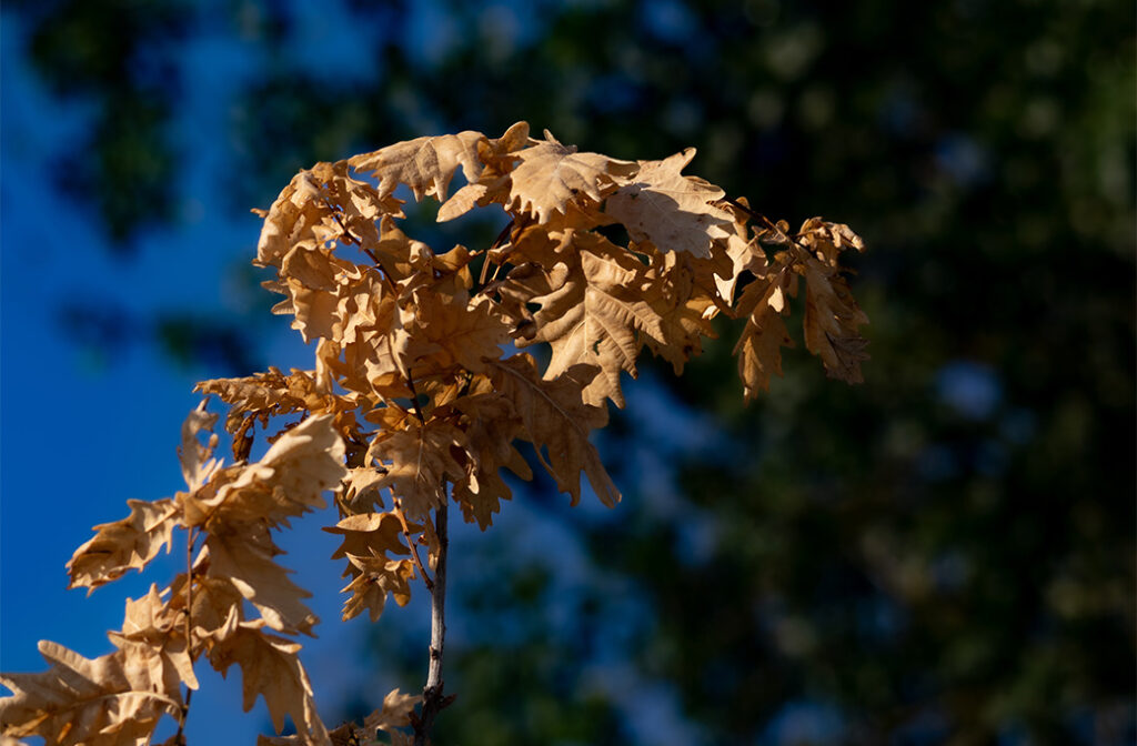 Close-up of an oak tree branch with dry brown leaves caused by summer drought stress.