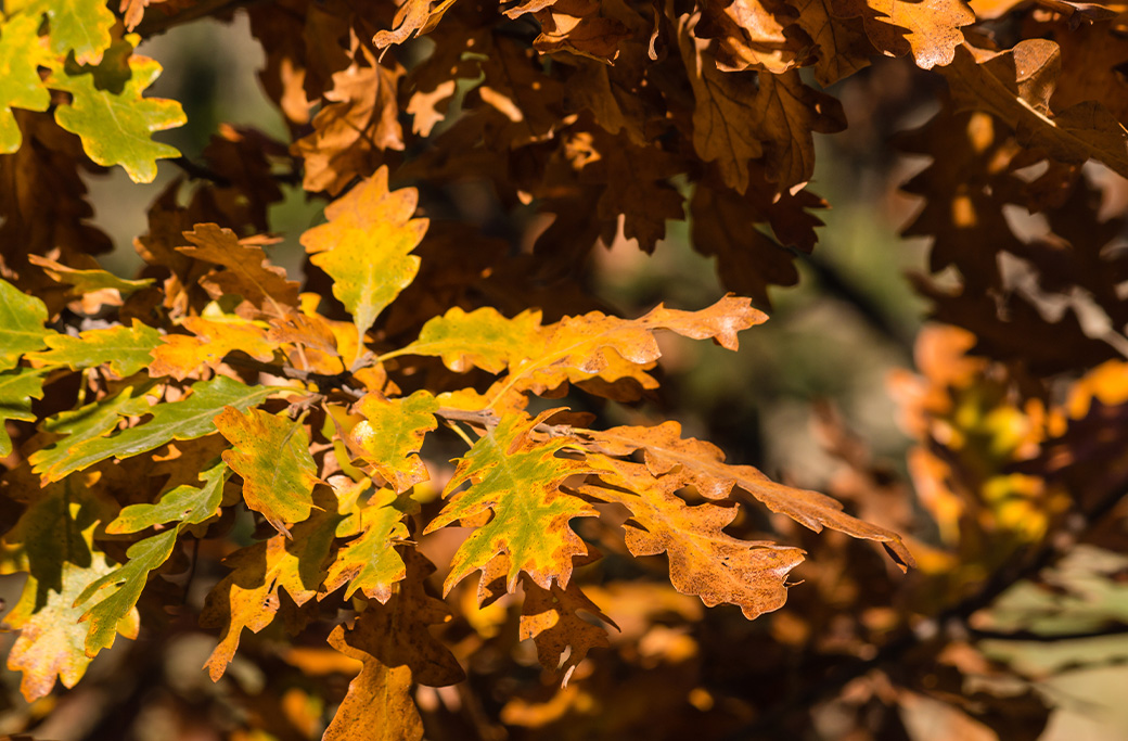Brown oak leaves showing signs of drought stress during summer.