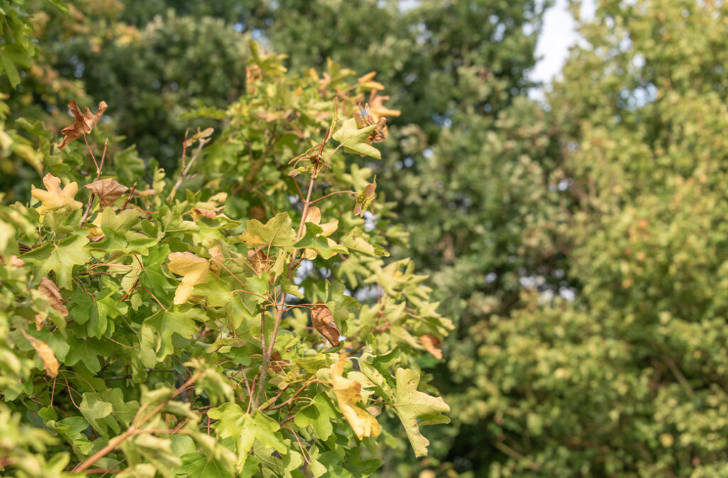 Brown leaf edges caused by summer heat and drought stress.