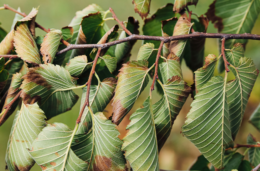 Why Are My Tree Leaves Turning Brown in Summer?