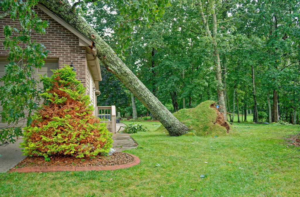 Tree leaning due to saturated soil after heavy summer rain.