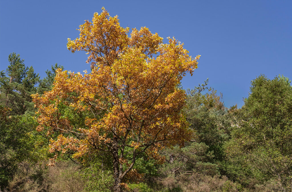Premature oak leaf drop during late summer in Winston-Salem, North Carolina.