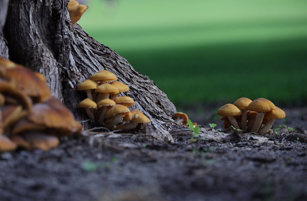 Small mushrooms growing in mulch around a healthy tree after summer rainfall.