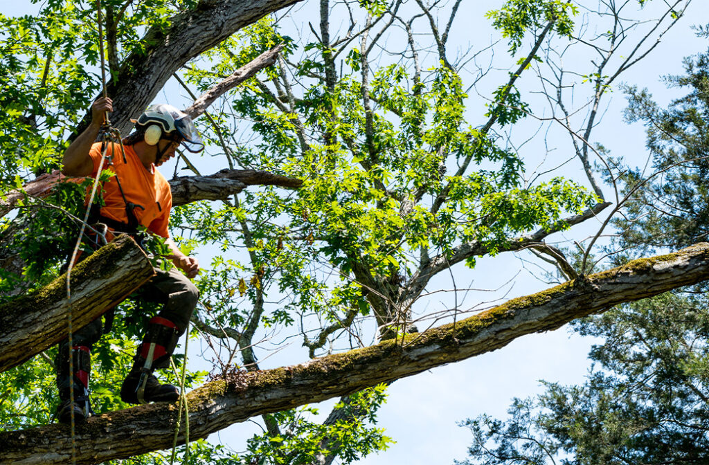 Removing a dead tree branch during summer to reduce safety hazards.
