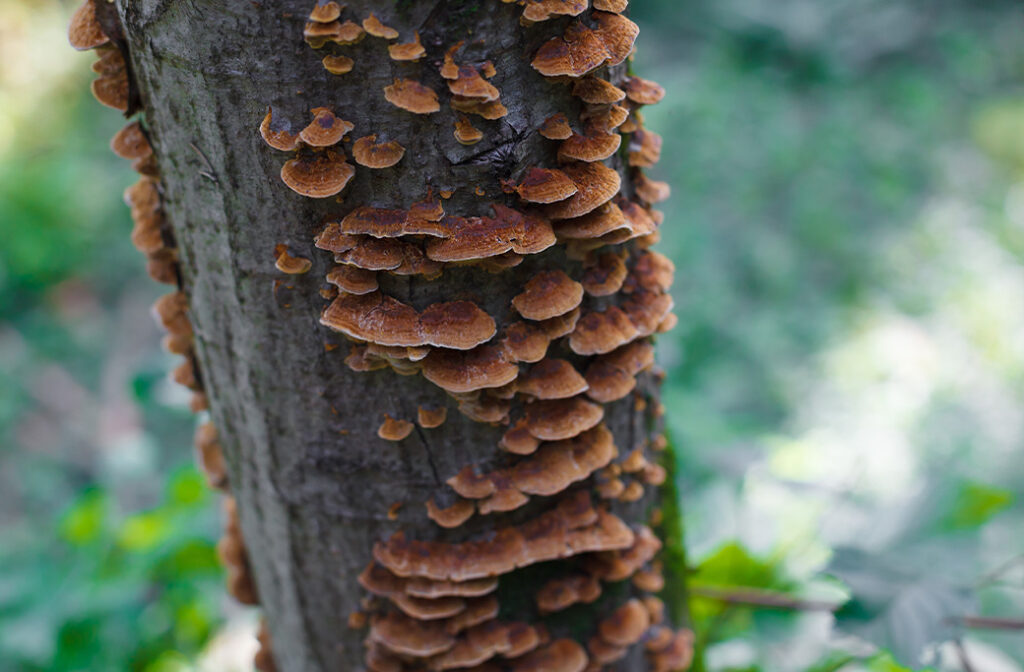 Mushrooms growing near the root flare of a mature tree showing possible signs of fungal activity.