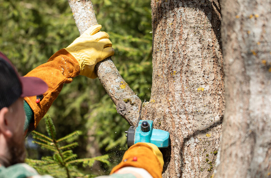 Tree inspection that determined summer pruning is necessary.