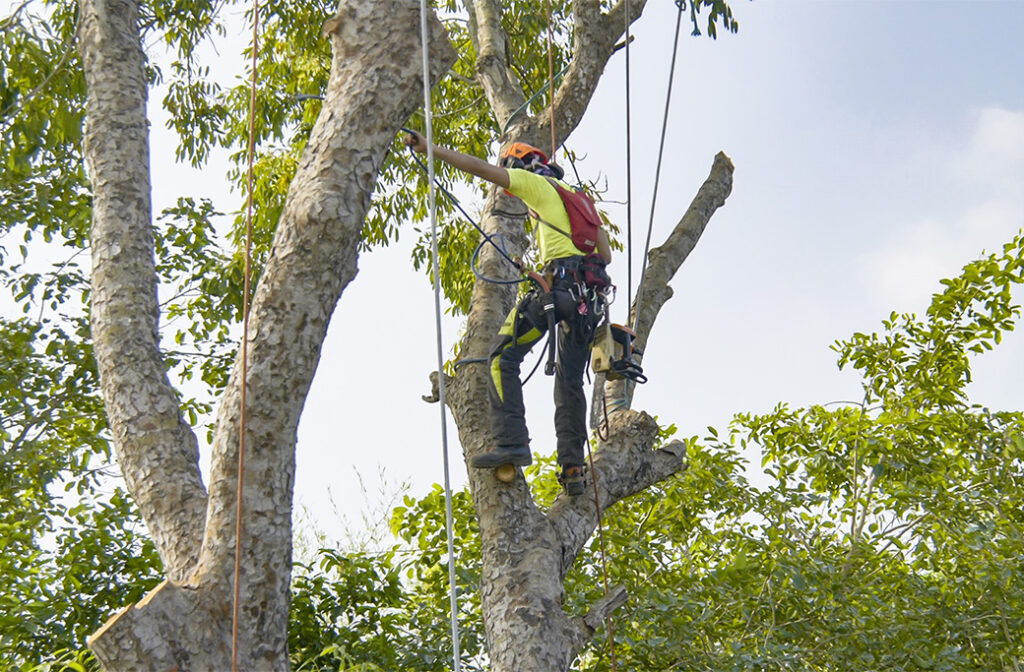 Arborist professionally pruning a mature tree in North Carolina