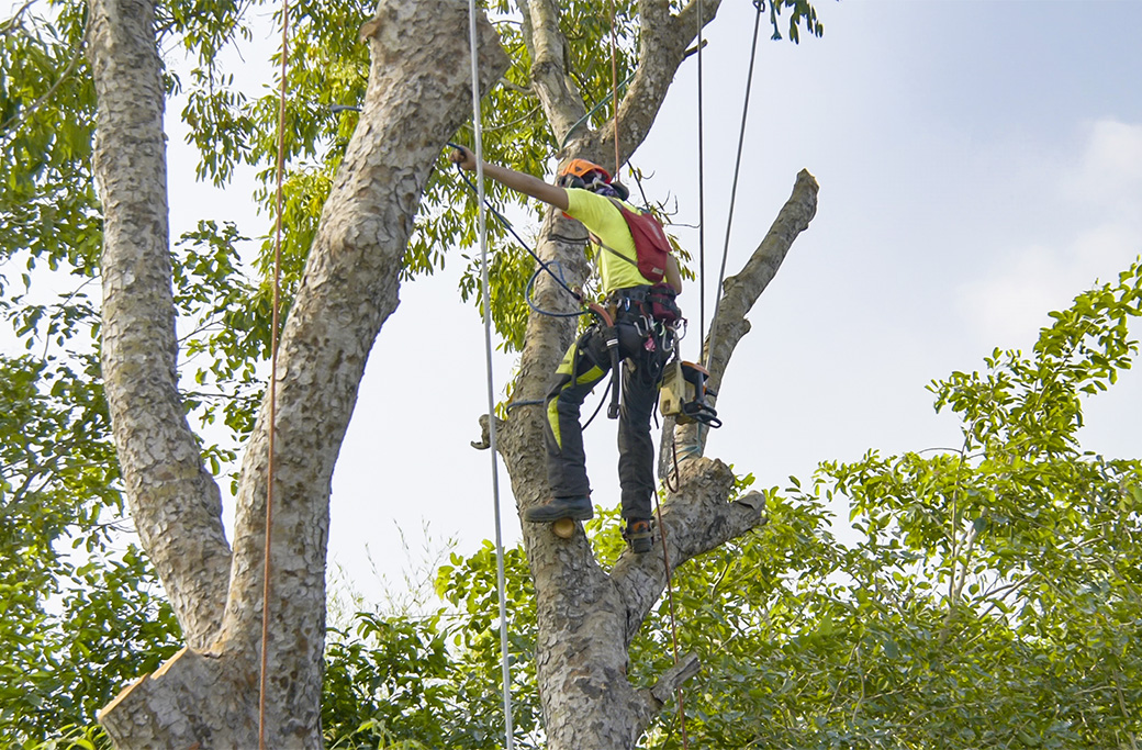 Professional tree trimming during summer to remove dead branches and improve tree safety.