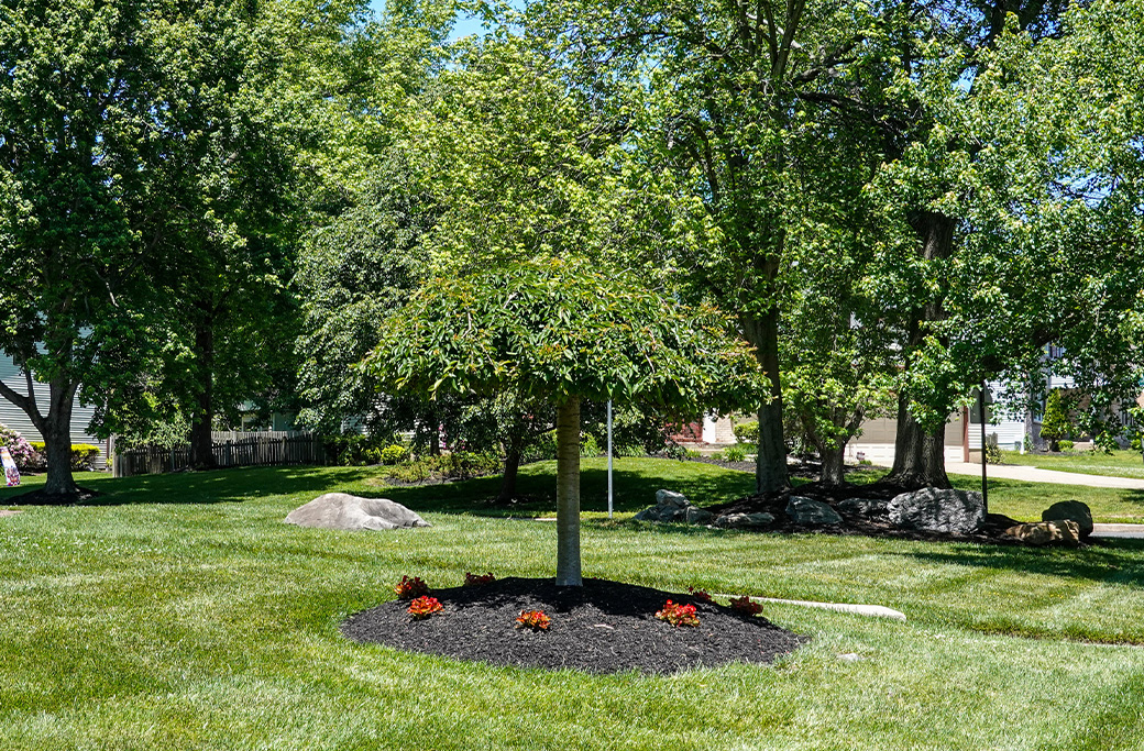 Mulch around base of tree in North Carolina