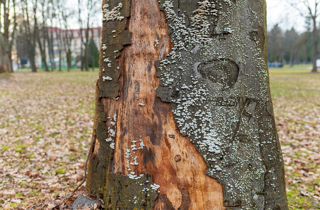 Fungal growth emerging from the trunk of a mature tree, potentially indicating internal decay.