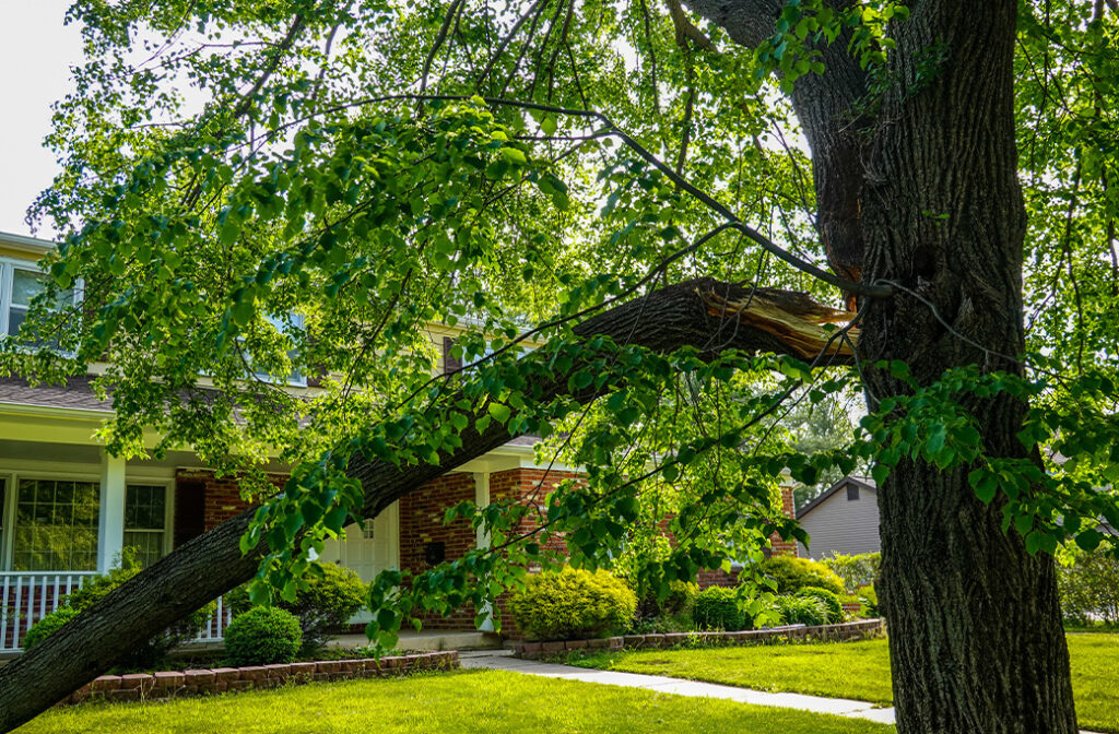 Storm-damaged tree branch requiring professional trimming.