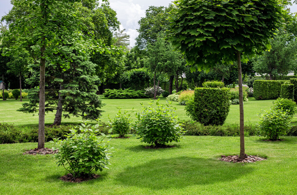 Which Mulch Is Best for Trees?