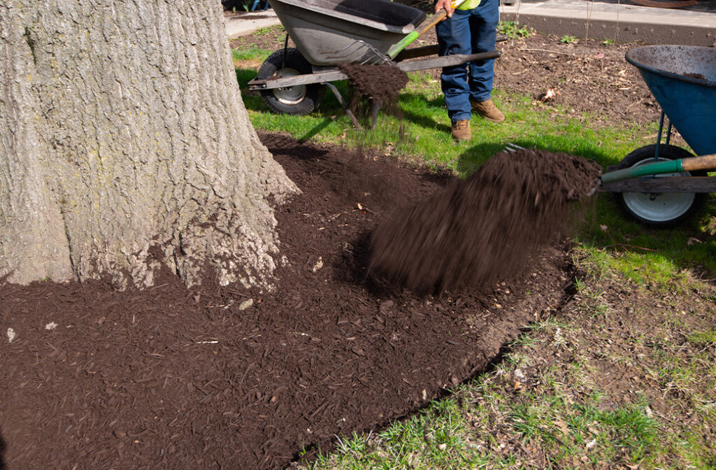 Which Mulch Should You Avoid Around Trees?
