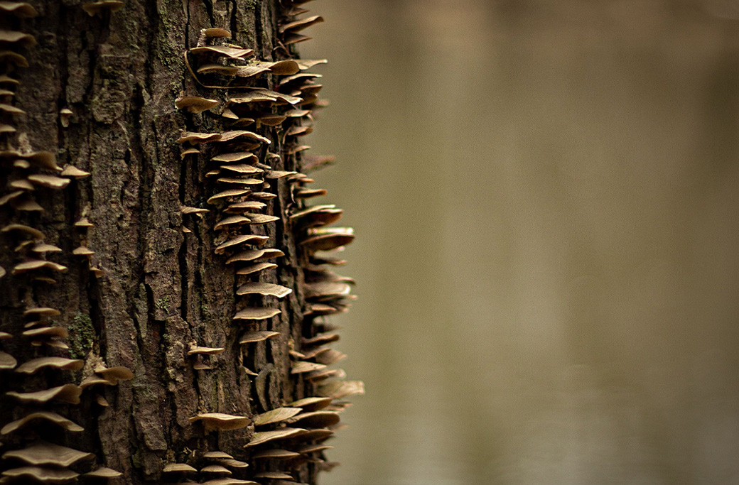 Mushrooms growing in mulch around the base of a mature tree.